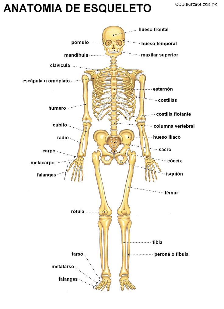 Esqueleto Cuerpo Humano